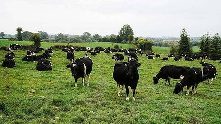 Officers acted proportionately in shooting ‘aggressive’ cow heading towards busy road