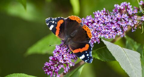 Green Fingers: Late flowering shrubs extends the season
