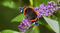 Green Fingers: Late flowering shrubs extends the season