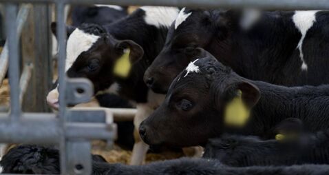 Farming: Latest results from Dungarvan Mart