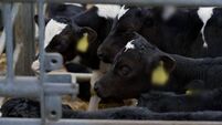 Farming: Latest results from Dungarvan Mart