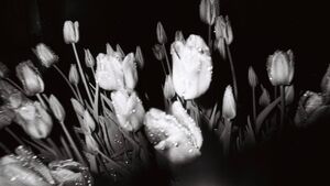 Lismore Castle Arts unveil 2025 Project  Lismore Castle Arts unveil 2025 Project