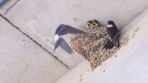 <p>While butterfly numbers overall are in serious decline, our community of house martins is growing every year. Photo: iStock</p>
