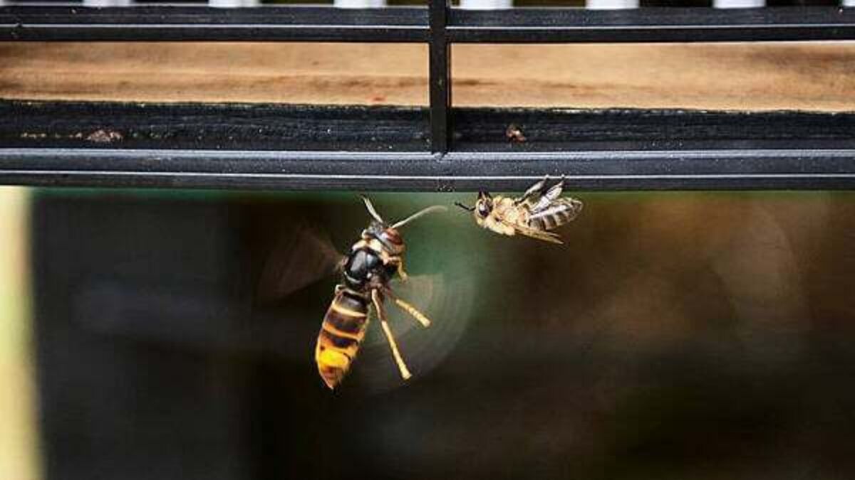 Asian hornet nest discovered in Cork City