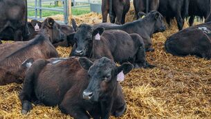 <p>Calves have now reverted to Mondays and are sold at 10.45am in Ring 1.</p>