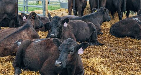 Farming: Latest results from Dungarvan Mart 