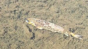 No causal link between discharges from businesses and major fish kill in Cork, EPA says No causal link between discharges from businesses and major fish kill in Cork, EPA says