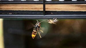Ireland still only has one confirmed Asian Hornets nest, NPWS insists Ireland still only has one confirmed Asian Hornets nest, NPWS insists