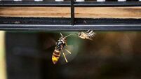 Ireland still only has one confirmed Asian Hornets nest, NPWS insists