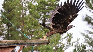First white-tailed eagle born in Waterford since 1870