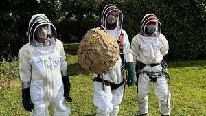 Nest of invasive Asian hornets ‘safely removed’ in first for Ireland Nest of invasive Asian hornets ‘safely removed’ in first for Ireland