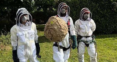 Nest of invasive Asian hornets ‘safely removed’ in first for Ireland