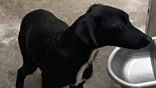 <p>The dog was found at the Lisduggan Shopping Centre area.</p>