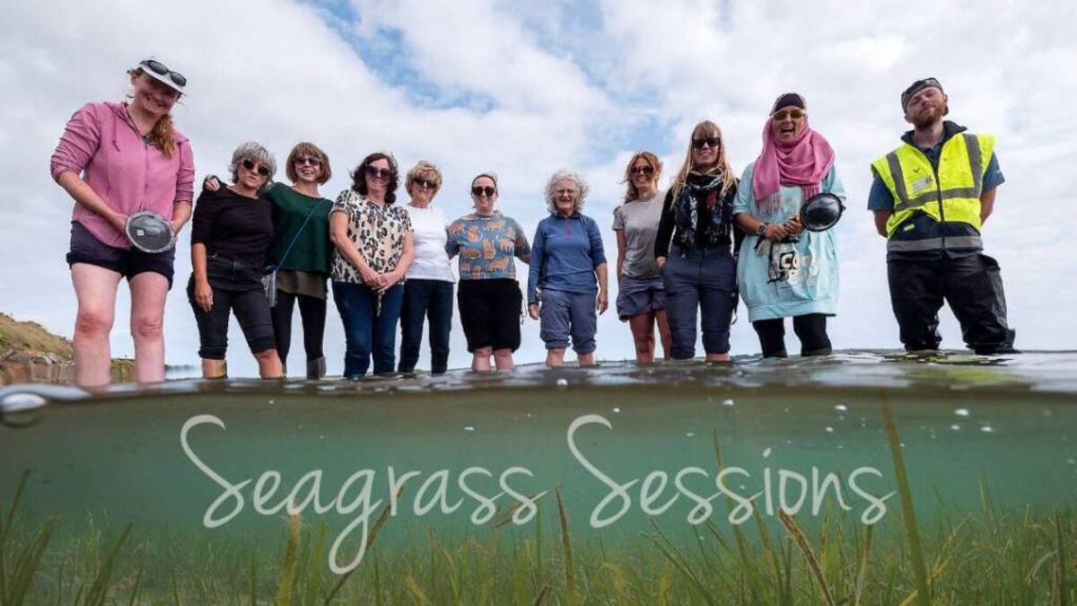 Seagrass sessions will explore Tramore's ecosystem