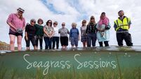 Seagrass sessions will explore Tramore's ecosystem