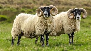 <p>Dungarvan Mart holds regular sheep collections with prices available on a Monday.</p>