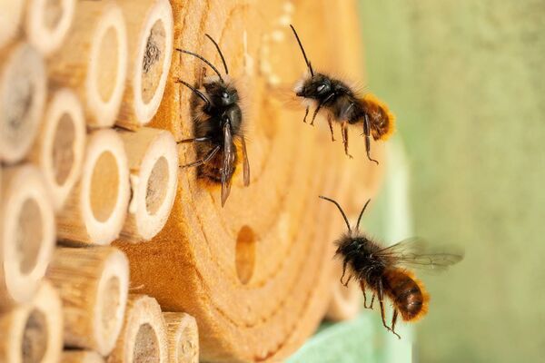 Bug hotels are structures that gives insects a place to shelter while breeding or hibernating and are a way of protecting wildlife, in particular pollinators from predators and the elements. Stock Image. 