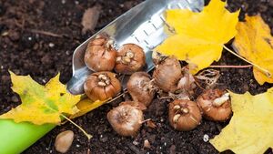 Green Fingers: Getting ready for the winter