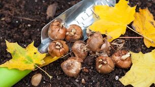 <p>Crocus bulbs ready to plant in the autumn garden.</p>
