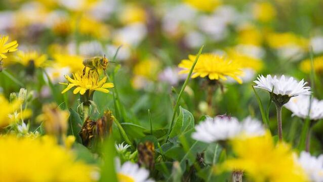 Waterford councillors told biodiversity policies are here to stay 'like it or not'