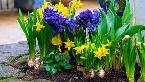Green Fingers: Spring flowering bulbs give months of colour Green Fingers: Spring flowering bulbs give months of colour