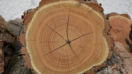 The removal of 75-year-old trees in a Waterford estate was 'traumatic' for residents