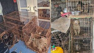 Donegal gardaí seize 14 dogs found in 'shocking conditions' Donegal gardaí seize 14 dogs found in 'shocking conditions'