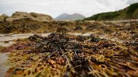 Odour most foul - smelly complaints at Woodstown Beach
