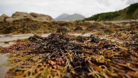 Odour most foul - smelly complaints at Woodstown Beach