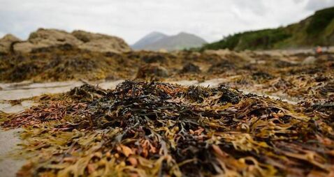 Odour most foul - smelly complaints at Woodstown Beach