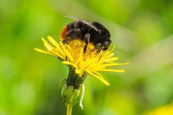 Dandelions are essential for bees in spring. Stock Image. 
