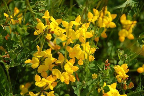 Birdsfoot Trefoil, a native wildflower in Ireland. Stock Image. 