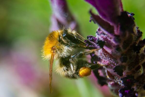 Large Carder Bee or Moss carder bee (bombus muscorum). Stock Image