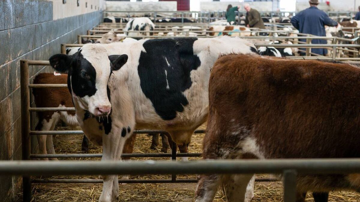 Farming: Latest results from the sales rings at Dungarvan Mart 