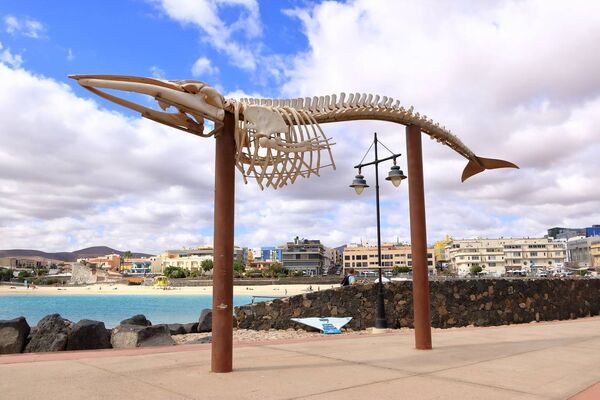 Puerto del Rosario, Fuerteventura in Spain - November 24 2023: Fin whale skeleton displayed on a jetty by the Atlantic Ocean. iStock.