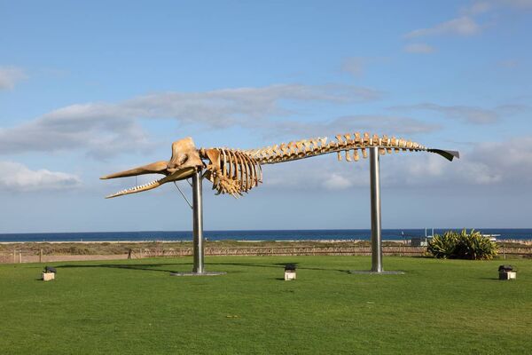 Skeleton of a big Sperm Whale. Photo taken in Jandia Playa, Canary Island Fuerteventura, Spain. iStock