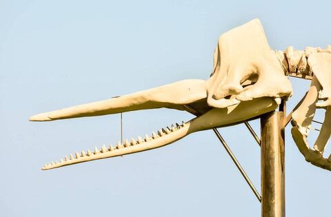 New lease of life proposed for beached whale haunting West Waterford council - News - Waterford News & Star
