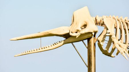 New lease of life proposed for beached whale haunting West Waterford council