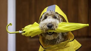 <p>The yellow warning will come into place from 6am until 8pm on Thursday, October 2. Stock Image.</p>