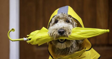 Yellow weather warning for heavy rain issued for Waterford 