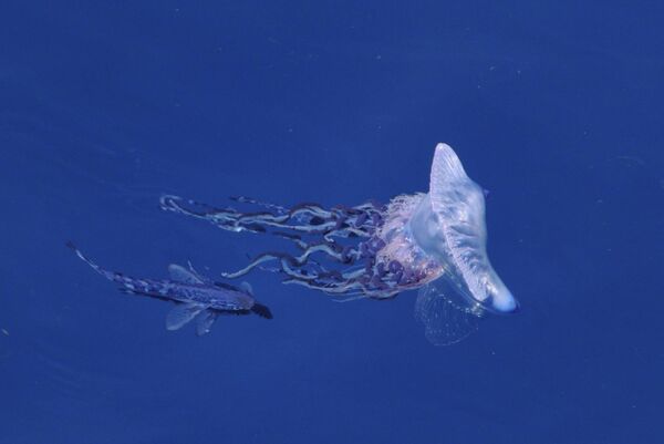 A Portuguese Man O War and driftfish. Stock Image.
