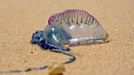 Jellyfish with a sting that 'packs a painful punch' spotted near Waterford beach