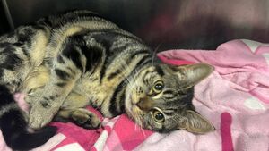 Waterford Animal Welfare share update on cats rescued from house fire