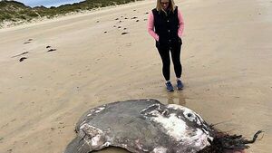 Huge Ocean Sunfish found washed up off Donegal coast Huge Ocean Sunfish found washed up off Donegal coast