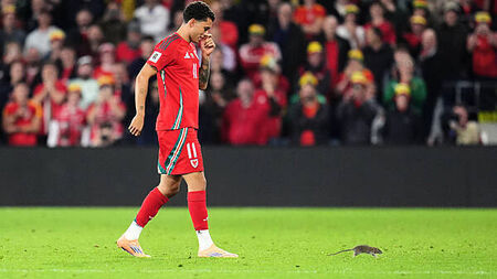 Cardiff defend pest control policy after rat halts Wales match