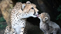 Fota Wildlife Park to remain closed over suspected cases of bird flu