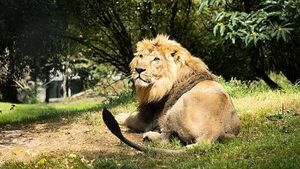 Samples taken from birds at Fota Wildlife Park test positive for bird flu