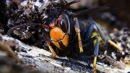 Climate change will bring more invasive species to Ireland, experts say
