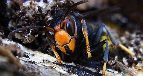 Climate change will bring more invasive species to Ireland, experts say