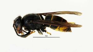 Call for ‘vigilance’ after first confirmed sightings of Asian hornets in NI Call for ‘vigilance’ after first confirmed sightings of Asian hornets in NI